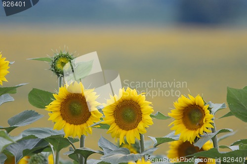 Image of Sunflowers