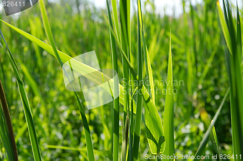 Image of Plants