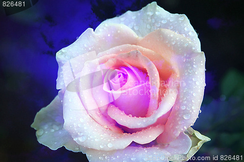 Image of rose