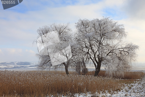 Image of Frozen tree