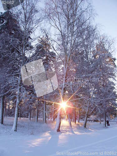 Image of Winter sunset seen through trees