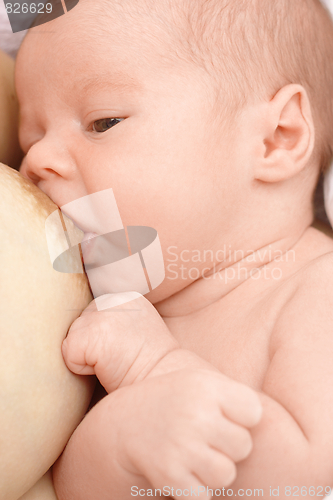 Image of Newborn sucks mother's breast, breastfeeding