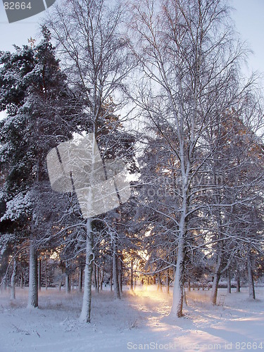 Image of Winter sunset seen through trees