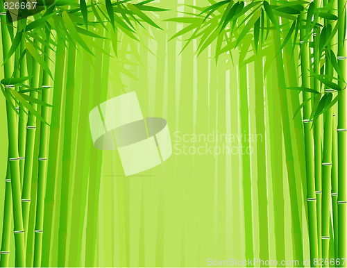 Image of Bamboo forest