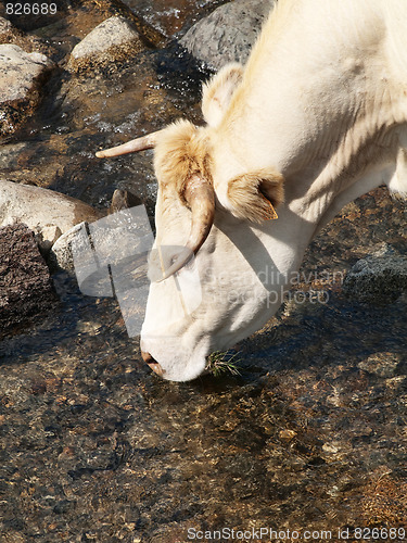 Image of Cow drinking water