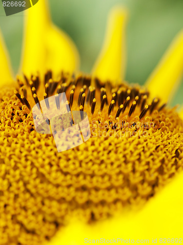 Image of Sunflower