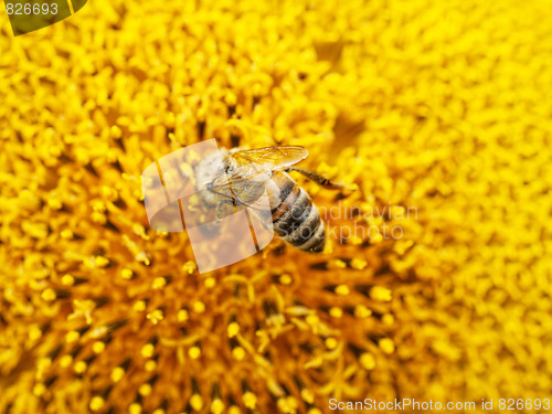 Image of bee on sunflower