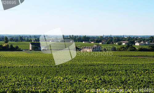 Image of Vineyard