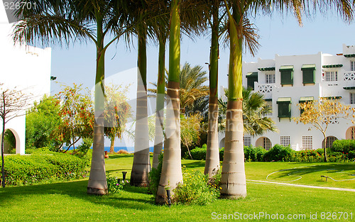 Image of palms on lawn