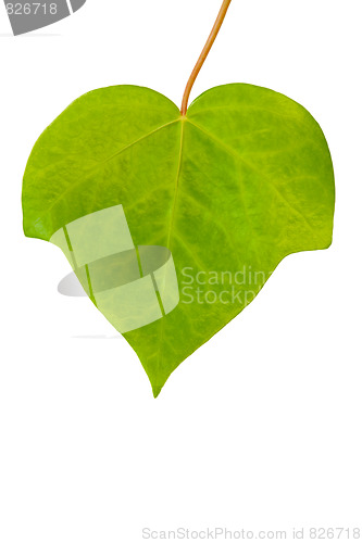 Image of green leaf isolated on white