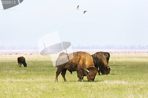 Image of  wild buffalos