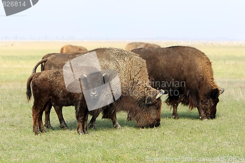 Image of  buffalos