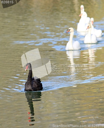 Image of black swan