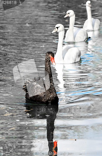 Image of black swan