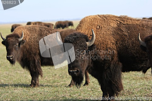 Image of Buffalo