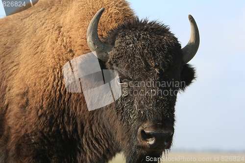 Image of Close-up buffalo