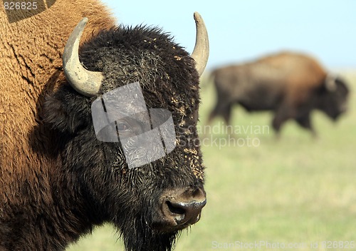 Image of Close-up buffalo 1