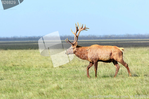 Image of Deer 