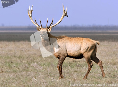 Image of Deer