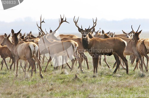 Image of deers