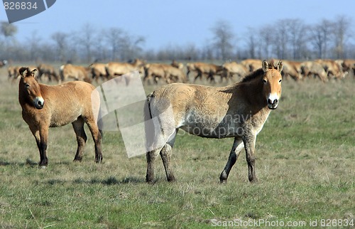 Image of wild horse-tarpan