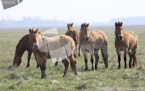 Image of wild horse-tarpan