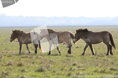 Image of wild horse-tarpan