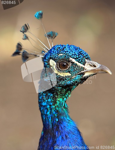 Image of Close-up peacock