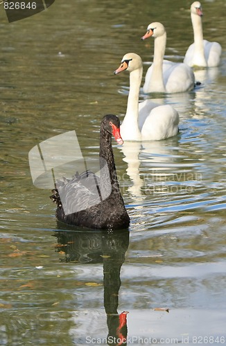 Image of black swan