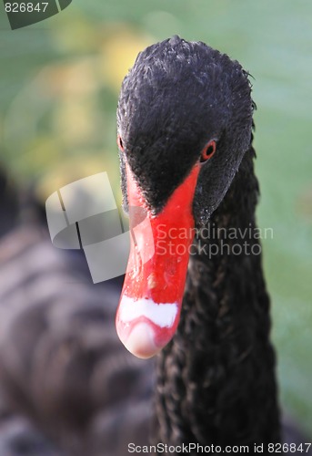 Image of close-up of black swan