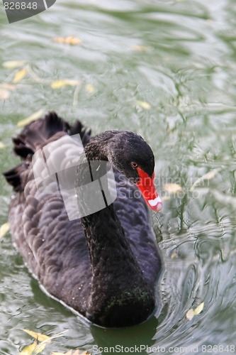 Image of black swan