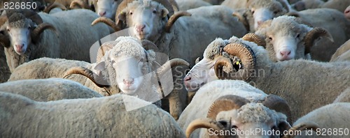 Image of Sheep