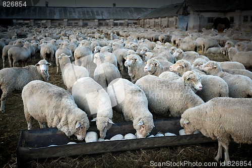 Image of  herd of sheeps