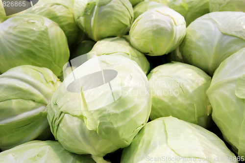 Image of cabbage 1