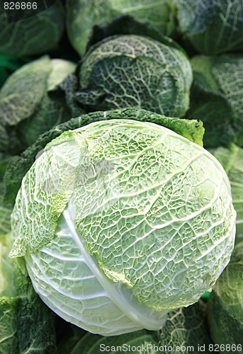 Image of cabbage