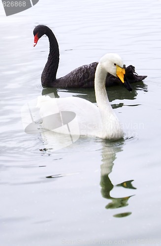 Image of Swan