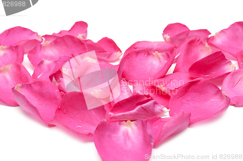 Image of Petal of the roses