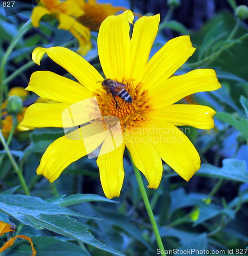 Image of The flower and the bee