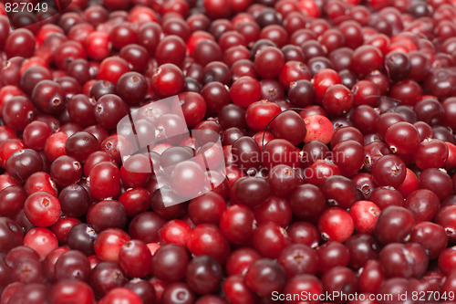Image of Cranberries put by background