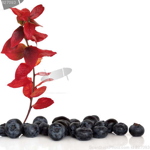 Image of Blueberry Fruit