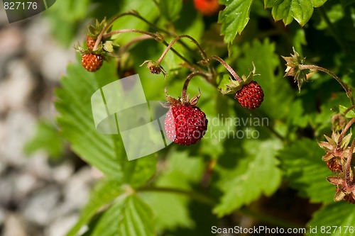 Image of wild strawberries