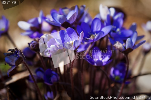 Image of Blue anemones