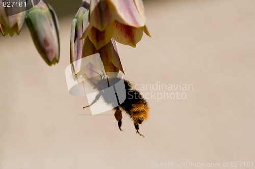 Image of Flying bumble bee