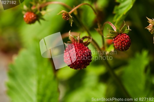 Image of wild strawberries