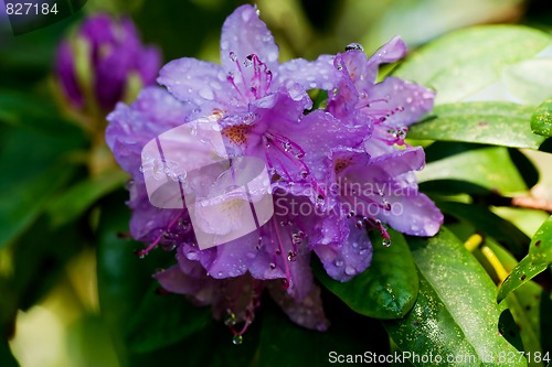 Image of rhododendron