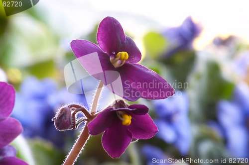 Image of African violet