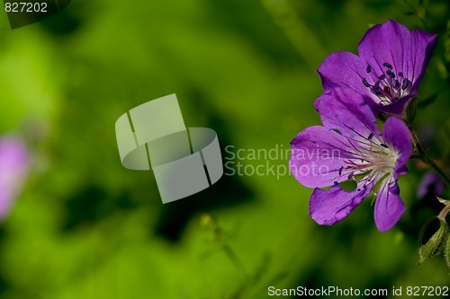 Image of geranium
