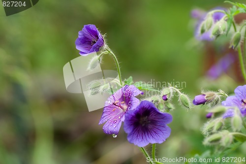 Image of wood cranesbill