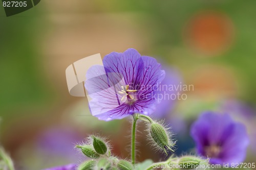 Image of geranium