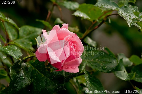 Image of pink rose